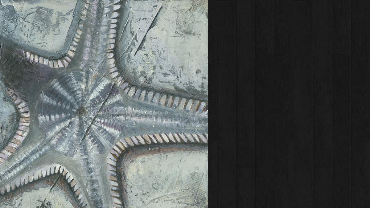 Stelleroidea © Jo Sheppard